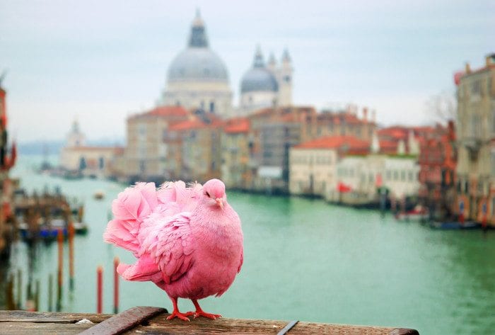 Pink Pigeon On Bridge Railing Venice