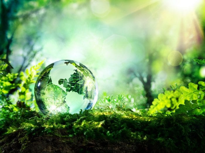 A Crystal Ball Lays In A Forest.