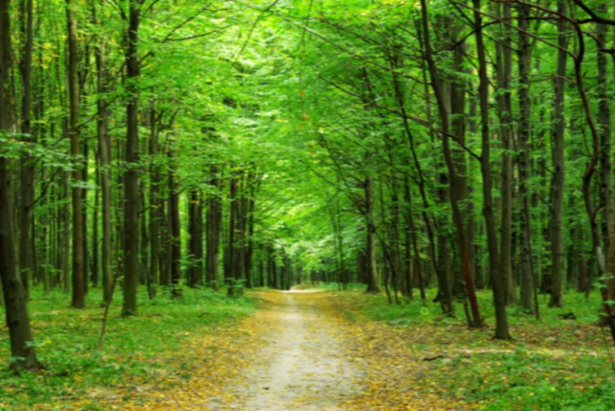 Blurred Green Forest Trees